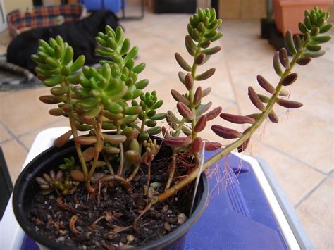 Sedum Rubrotinctum Cactus Y Suculentas De Amanecer