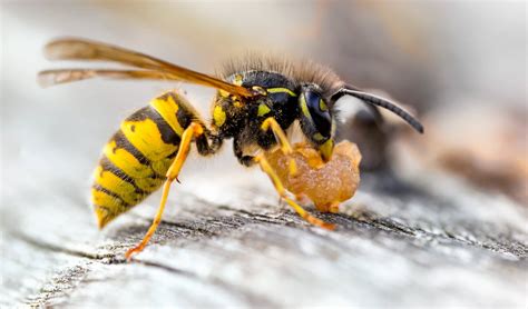 Wasp 101 And The Difference Between Wasps And Hornets Bugtech