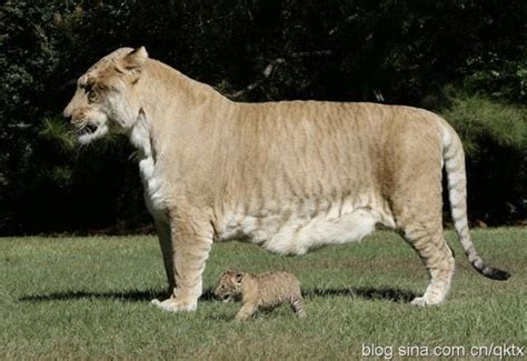 Largest Liger Guinness World Records The Worlds Largest Felid Liger