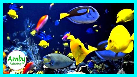Beautiful Aquarium And Relaxing Music 🐠 2 Hours Relaxing Music Hd 1080p