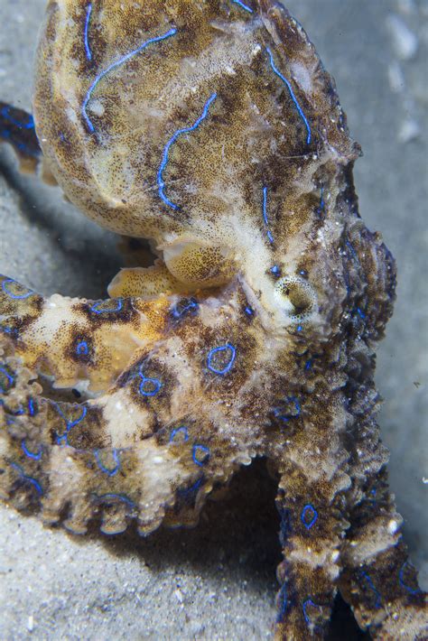 Real Monstrosities Blue Ringed Octopus