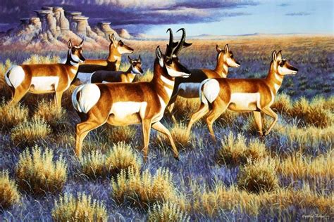 Heading Out By Cynthie Fisher ~ North American Big Game Pronghorns