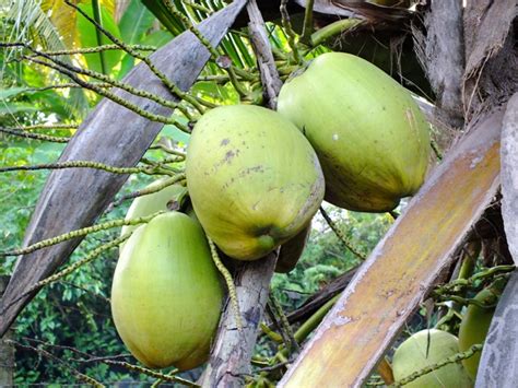 Images Of Sri Lanka On King Coconut And Kurumba Sri