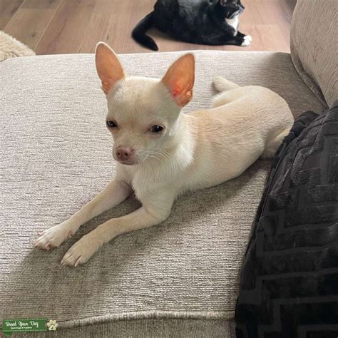 White Albino Chihuahua Stud Pink Nose Dna Tested Stud Dog West