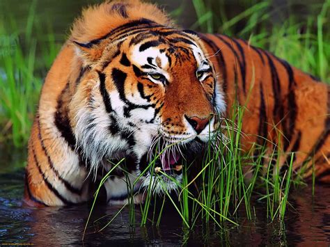 Bengal Tiger The Life Of Animals