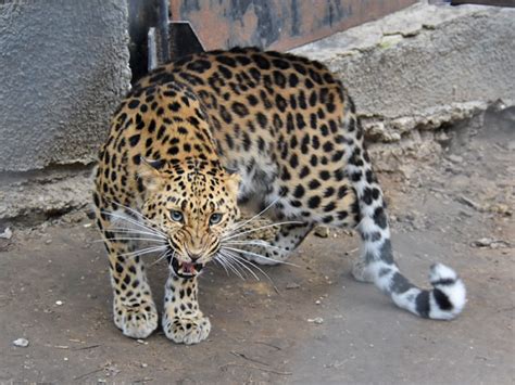 Panthera Pardus Orientalis Amur Leopard In Kishinev Zoo