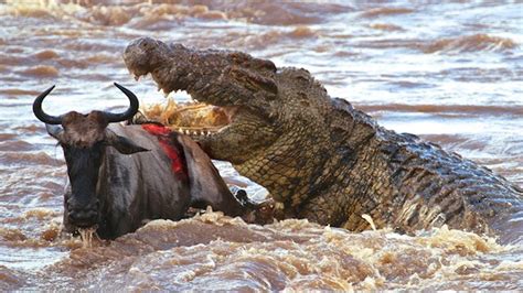 Water Buffalo Vs Crocodile Crocodile Attack Compilation 2016 Anidis