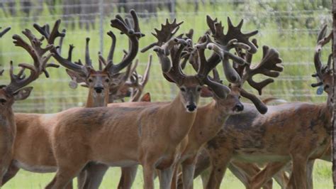 Florida Deer Breeding Roberts Ranch Whitetails