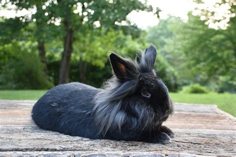 A Guide To Owning Lionhead Rabbits Petsradar