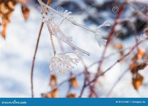 Glittering And Translucent Crystal Branches Stock Image Image Of