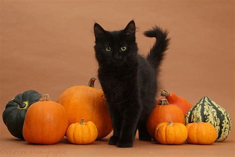 Cute Black Halloween Kitty Cute Kitty Black Halloween Cats