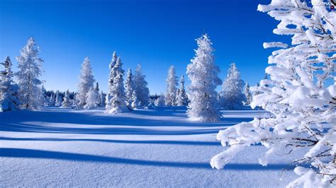 Snowy Winter Viewes Spruces Trees Snow Beautiful Views