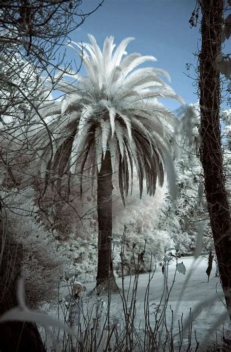 Snow On A Palm Tree Winter Scenery Palm Trees Winter Scenes