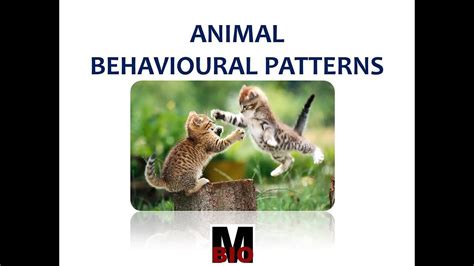 Animal Behavioural Patterns Youtube
