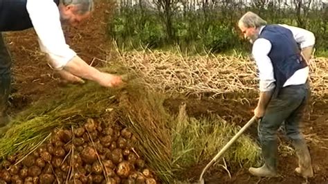 Farming Potatoes In Ireland As Was Done In The 1950 Youtube