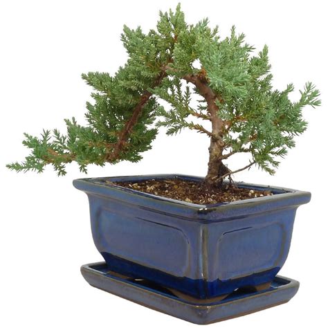 trending indoor juniper bonsai tree care most complete hobby plan