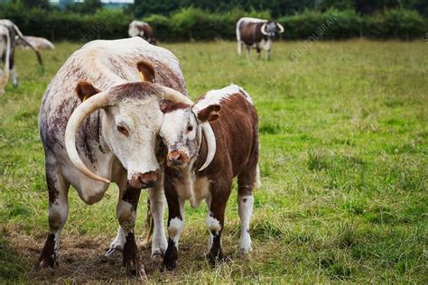English Longhorn Cattle With Calf In A Pasture Longhorn Cattle