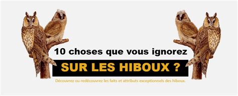 Blog Hibou Bijoux Hibou Mots Clés 10 Choses Que Vous Ignorez Sur