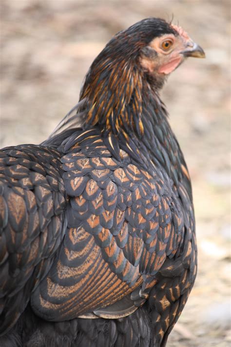 Black Laced Wyandotte Backyard Chickens Learn How To Raise Chickens