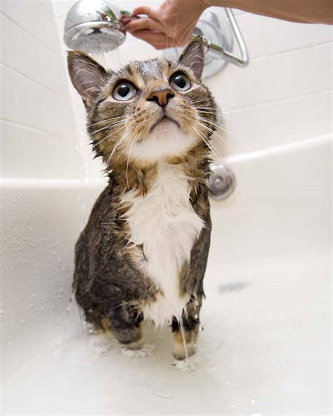 How To Bathe Your Cat Without Getting Scratched Animal Behavior College