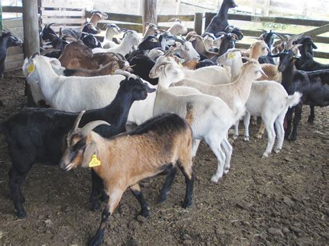 Goats A Profitable Addition To Sheep And Beef Farms