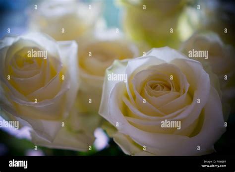 With Deepest Sympathy White Roses Stock Photo Alamy