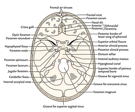 Anatomic Boundaries Of The Middle Cranial Fossa A And