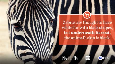 Zebra Fact Sheet Blog Nature Pbs Maria Kani