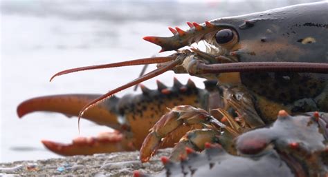 First Nation Starts Off Season Lobster Fishery In Canadas