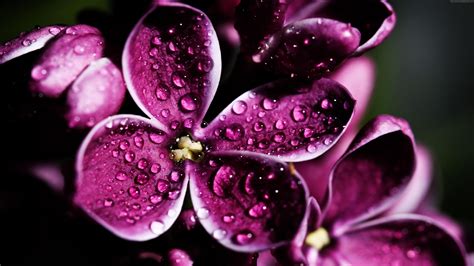 Purple Flowers With Water Drops In Black Background 4k Hd Purple
