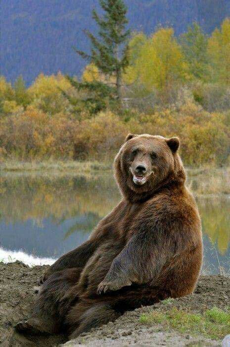 Pin By Holly Zane On Bears Happy Animals Funny Pictures Bones Funny