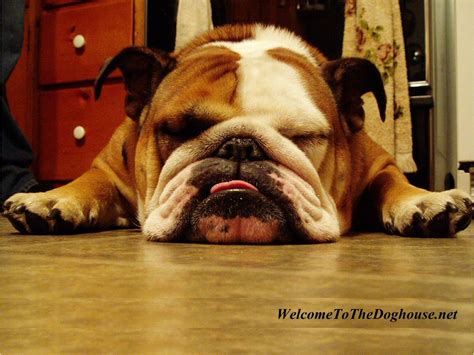 English Bulldogs Wallpapers Wallpaper Cave