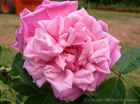 Le Vesuve Cl Rogue Valley Roses