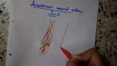 Draw Anastomosis Around Elbow Joint In 1 Minute Dont Miss It Youtube