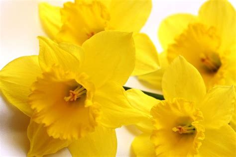 Tutte le informazioni sul nome fiori. Fiori gialli nomi - Piante perenni - Nomi dei fiori gialli