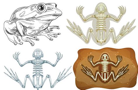 Frog Dissection Illustrations Royalty Free Vector Graphics And Clip Art