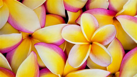 Frangipani Wallpapers Pictures Images