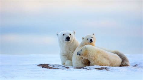We did not find results for: Polar Bear Family HD Wallpaper | Background Image ...
