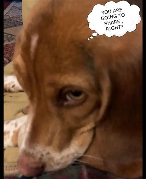 17 Funny Beagle Memes For Good Mood Page 2 Of 6 Pettime