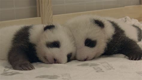 Berlin Zoos Twin Panda Cubs Meet For The First Time Cgtn