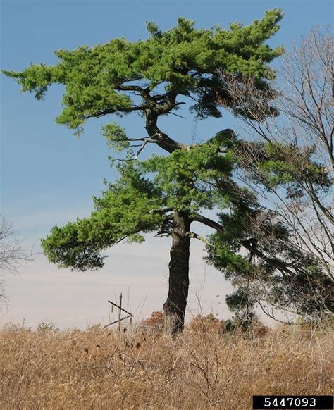 Eastern White Pine Pinus Strobus Pinales Pinaceae 5447093
