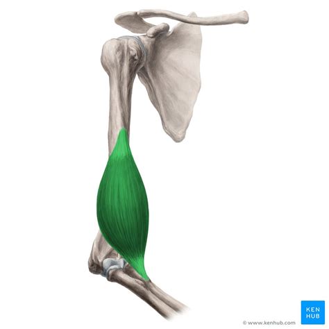 Similarly, the shapes of some muscles are very distinctive and the names, such the location of a muscle's attachment can also appear in its name. Brachialis muscle: Location, origin and insertion, action ...