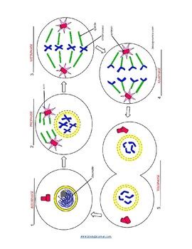 Copies of the completed brochure can be displayed on the overhead or. Mitosis Coloring Answer Key Biology Corner + My PDF ...