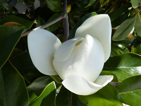 1024x768 Wallpaper White Magnolia Flower Peakpx