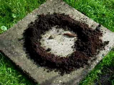 Der berühmte kinderbuchklassiker sollte nicht die kleine raupe, sondern die kleine schnecke nimmersatt heißen. Schnecken und Kaffeesatz - YouTube