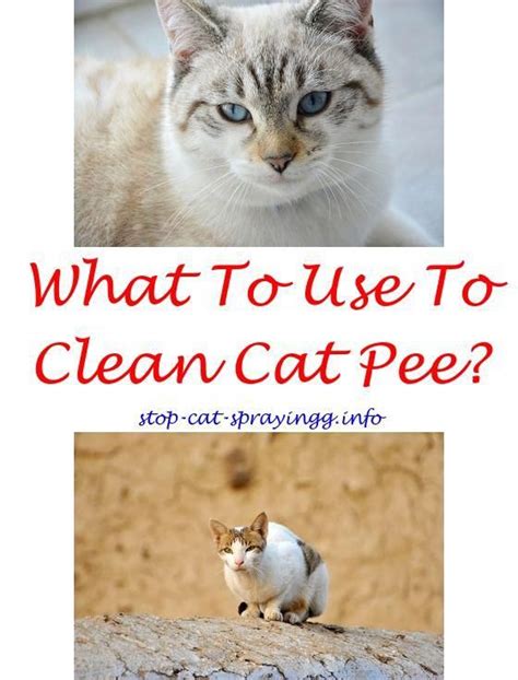 There is still some debate about the purpose of urine spraying but it is urine spraying has also probably adapted to fulfil other functions in the domestic neutered pet cat, reflecting the emotional state of the animal. Does neutering cats stop them from spraying.Cat stopper ...