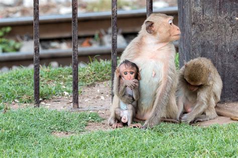 10 Native Monkeys Of India With Pictures