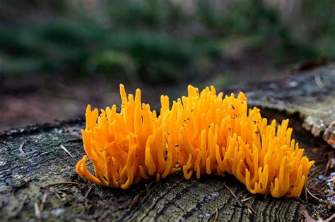 Coral Fungus On A Tree Stump Fungi Mushroom Fungi Tree Stump