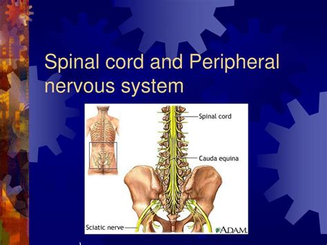 Ppt Spinal Cord And Peripheral Nervous System Powerpoint Presentation
