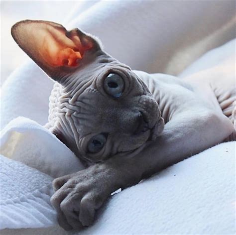 Блог 20 очаровательных фото котят сфинкса самой оригинальной породы